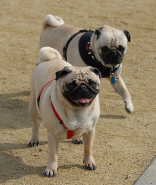 Mountain View Dog Park - April 1, 2007