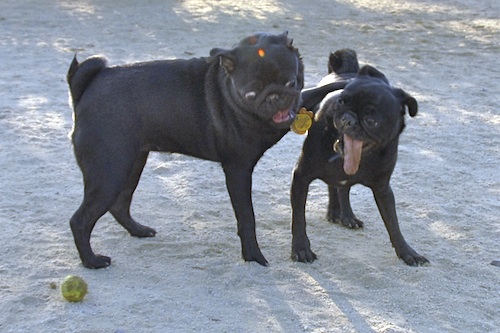 Mountain View Dog Park May 13, 2007
