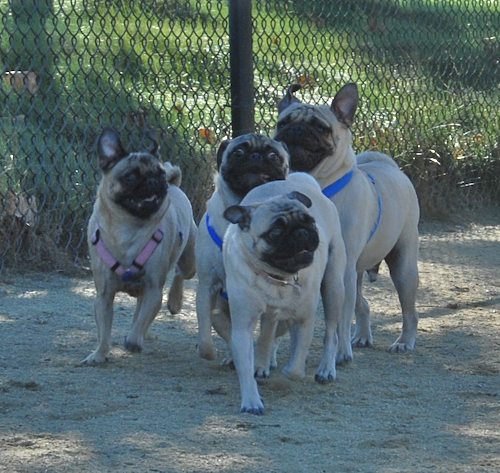 Rio and Sheba at the Mountain View Dog Park - October 21 2007!