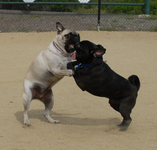 Mountain View Dog Park - April 1, 2007