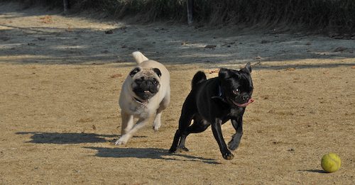 Rio and Sheba return to the Mountain View Dog Park for Fun!