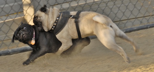 Mountain View Dog Park May 13, 2007
