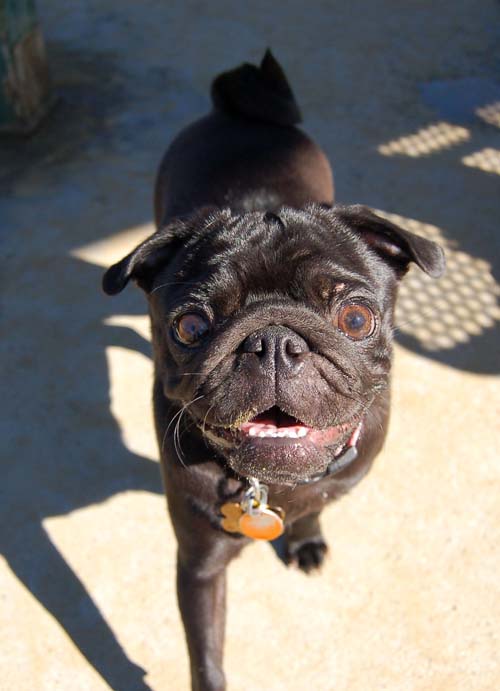 Mountain View Dog Park - March 11, 2007