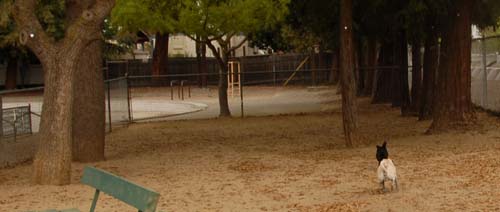 3 years of Sheba in Palo Alto - April 7, 2007