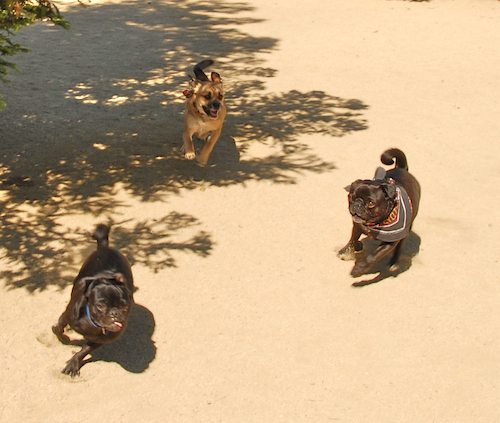 Sheba and Rio return to the Dog Park