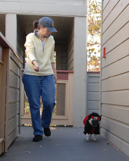 Rio and Sheba Lady Pugs - Happy Halloween - October 31 2007!