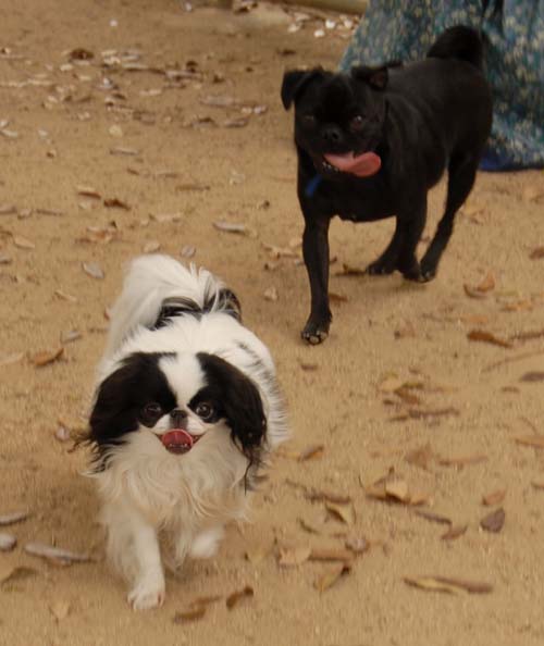 3 years of Sheba in Palo Alto - April 7, 2007