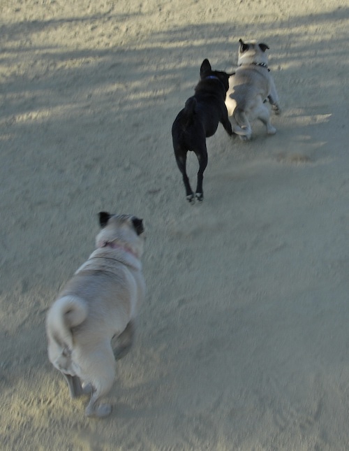 Mountain View Dog Park May 20, 2007