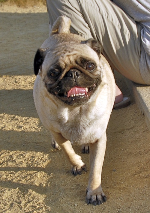 Mountain View Dog Park May 13, 2007