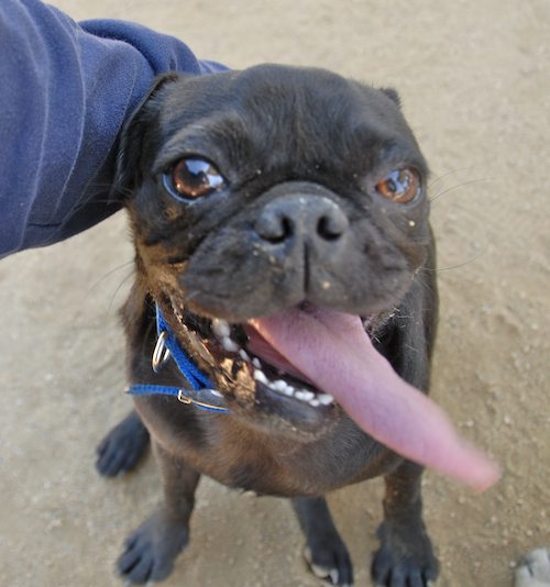 Sheba and Rio return to the Dog Park