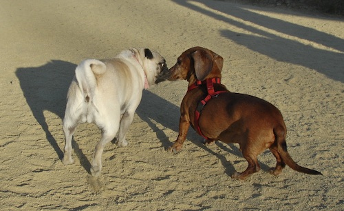 Mountain View Dog Park May 20, 2007