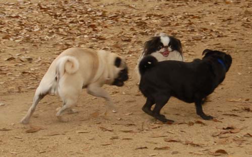 3 years of Sheba in Palo Alto - April 7, 2007