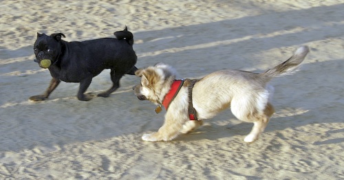 Mountain View Dog Park May 13, 2007