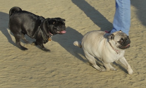Mountain View Dog Park May 20, 2007