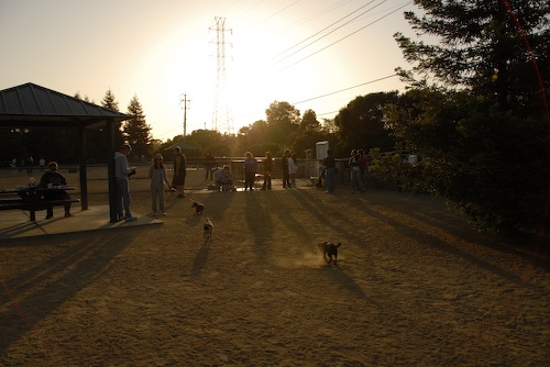 Mountain View Dog Park May 13, 2007