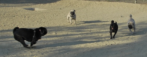 Mountain View Dog Park May 20, 2007