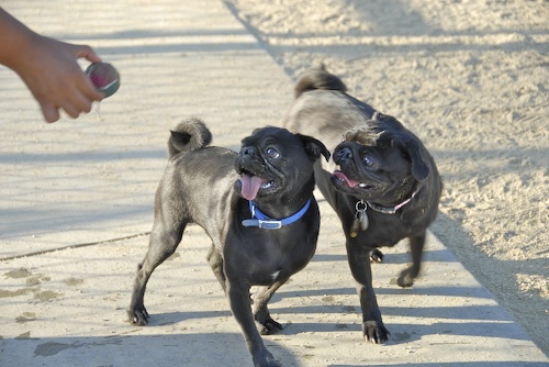 June 17, 2007 Mountain View Dog Park