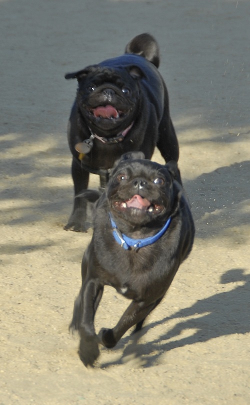 Mountain View Dog Park May 20, 2007