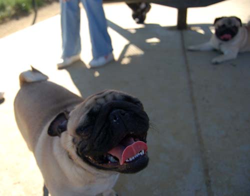 Mountain View Dog Park - March 11, 2007