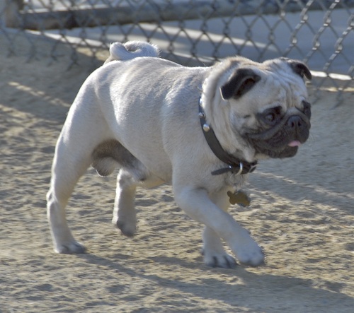Mountain View Dog Park May 20, 2007