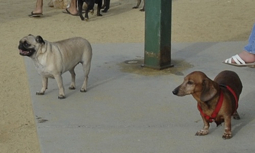 June 3, 2007 Mountain View Dog Park