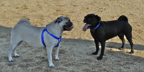 Rio and Sheba return to the Mountain View Dog Park for Fun!