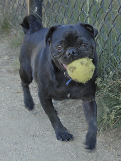 June 17, 2007 Mountain View Dog Park