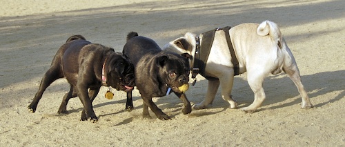 Mountain View Dog Park May 13, 2007