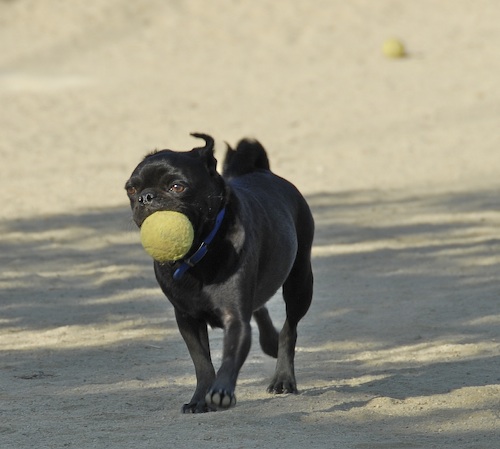 June 17, 2007 Mountain View Dog Park