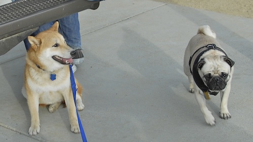 June 3, 2007 Mountain View Dog Park