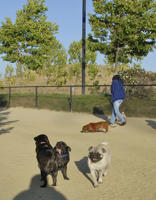 Mountain View Dog Park May 20, 2007