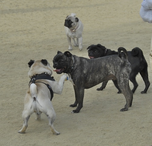 June 3, 2007 Mountain View Dog Park