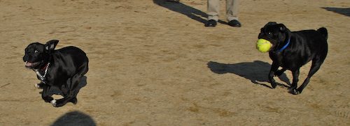 Rio and Sheba return to the Mountain View Dog Park for Fun!