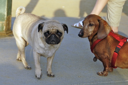 Mountain View Dog Park May 13, 2007