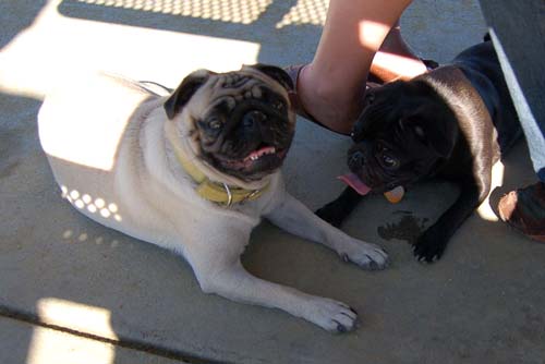 Mountain View Dog Park - March 11, 2007