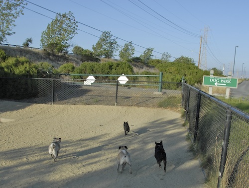 Mountain View Dog Park May 20, 2007