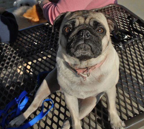 Rio and Sheba return to the Mountain View Dog Park for Fun!