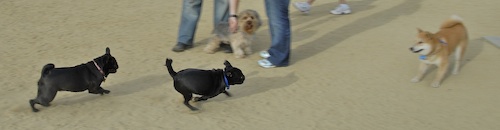 June 3, 2007 Mountain View Dog Park