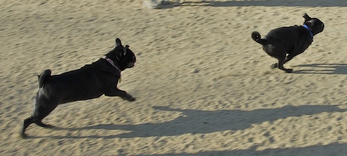 June 17, 2007 Mountain View Dog Park