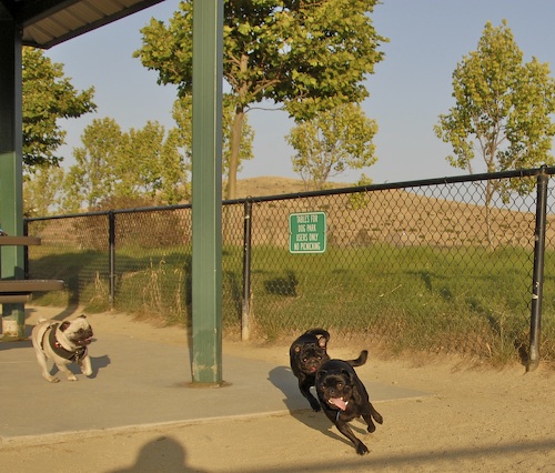 Mountain View Dog Park May 13, 2007
