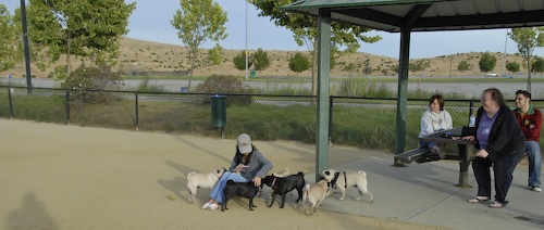 June 3, 2007 Mountain View Dog Park