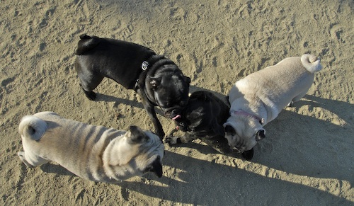 Mountain View Dog Park May 20, 2007