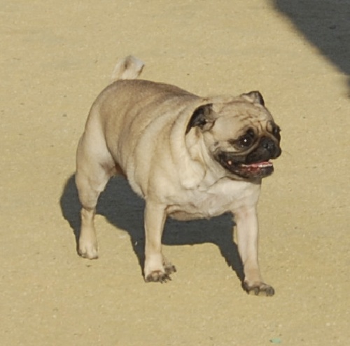 June 17, 2007 Mountain View Dog Park