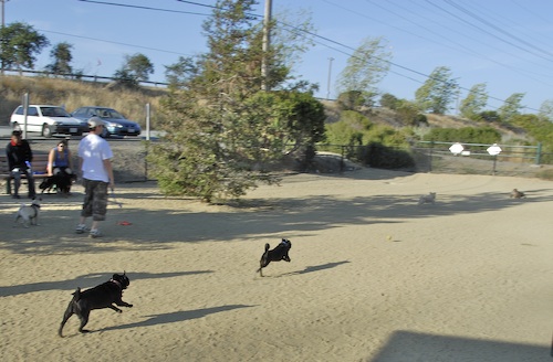 June 17, 2007 Mountain View Dog Park