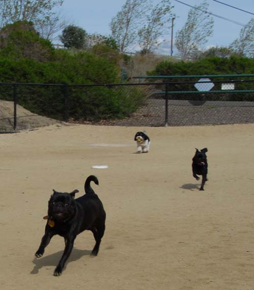 Mountain View Dog Park - March 25, 2007