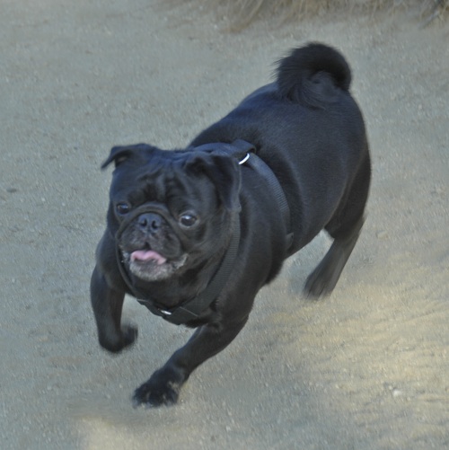 June 17, 2007 Mountain View Dog Park