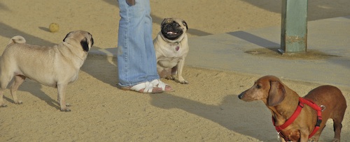 June 3, 2007 Mountain View Dog Park