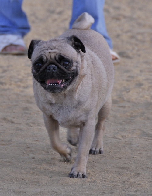 June 3, 2007 Mountain View Dog Park