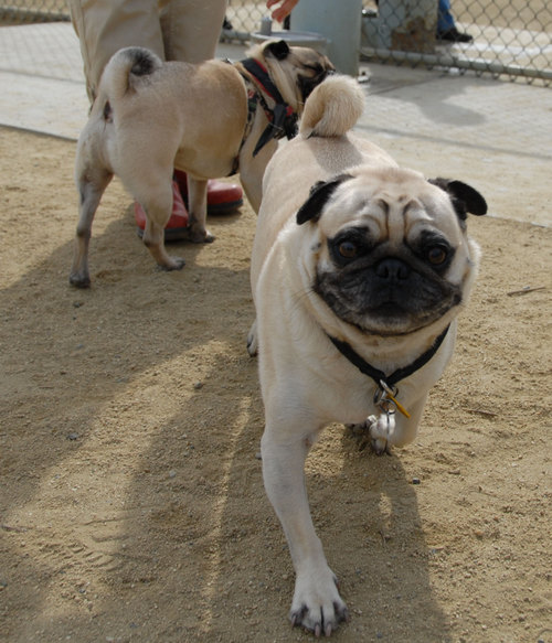 Mountain View Dog Park - April 1, 2007