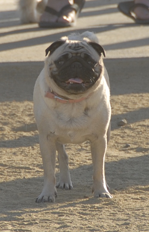 June 17, 2007 Mountain View Dog Park